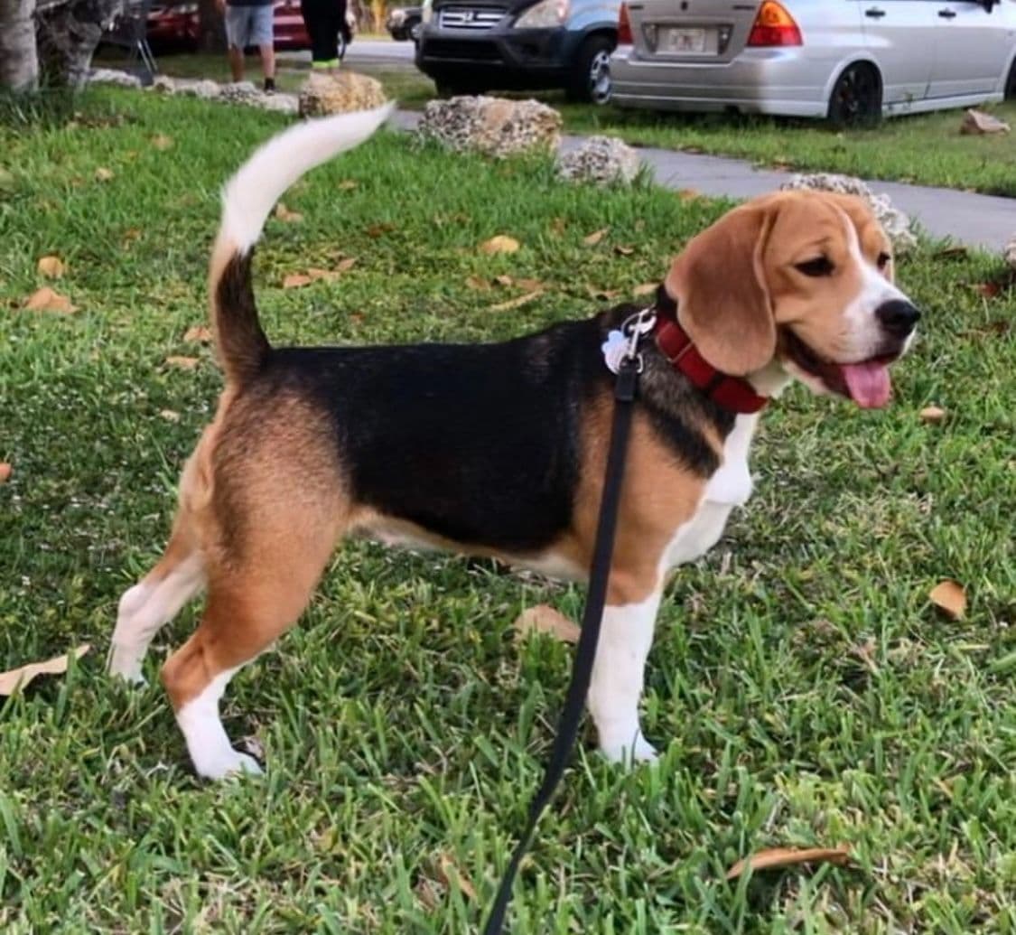 Beagle Puppies! breeder image 13