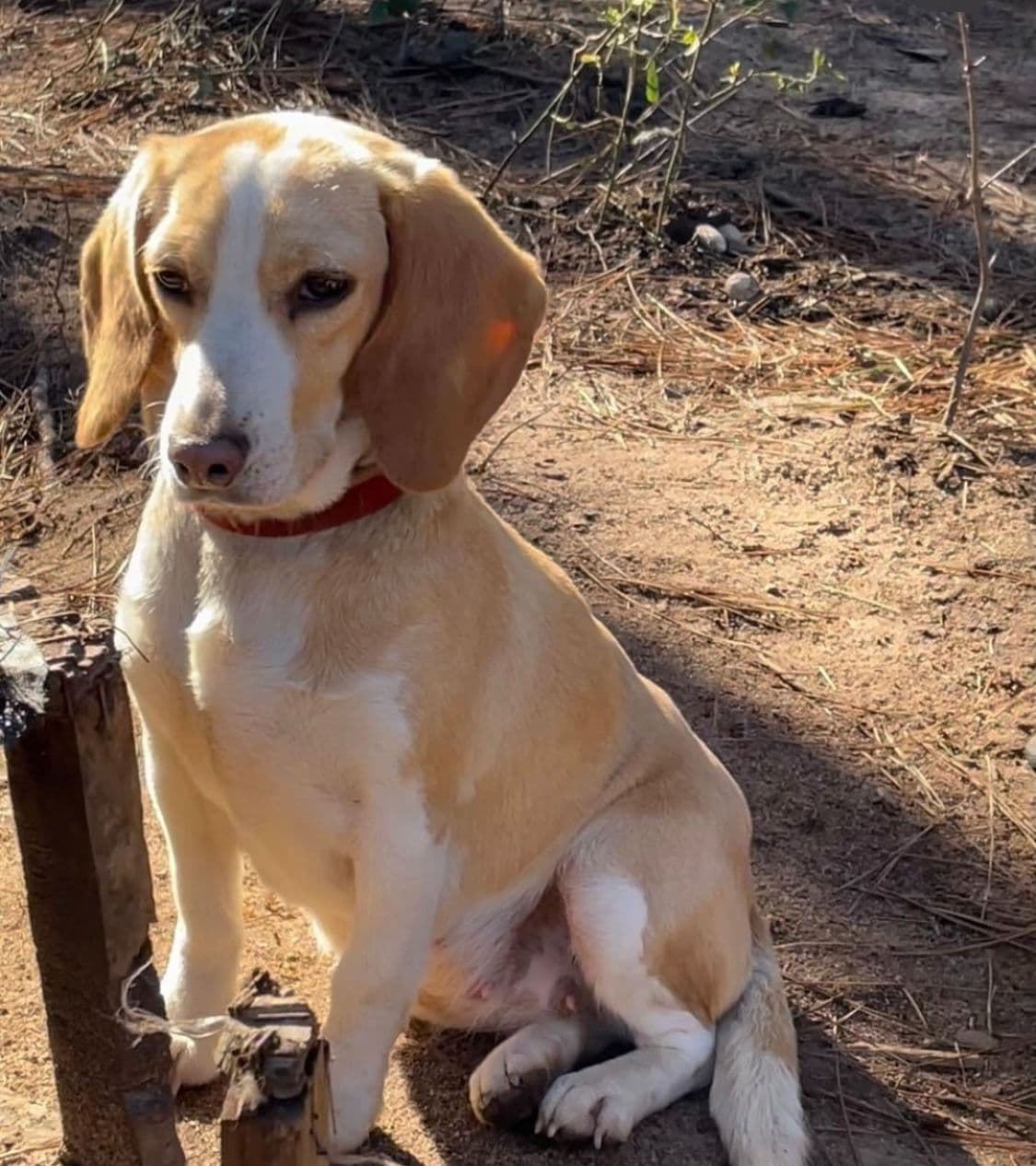 Beagle Puppies! breeder image 15