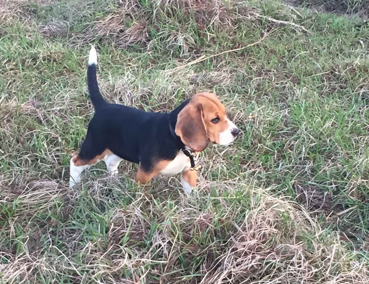 Beagle Puppies! breeder image 14