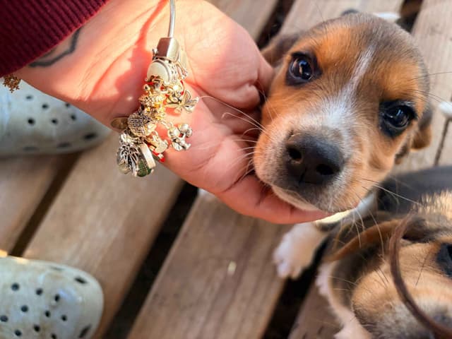 Beagle Puppies! media 2