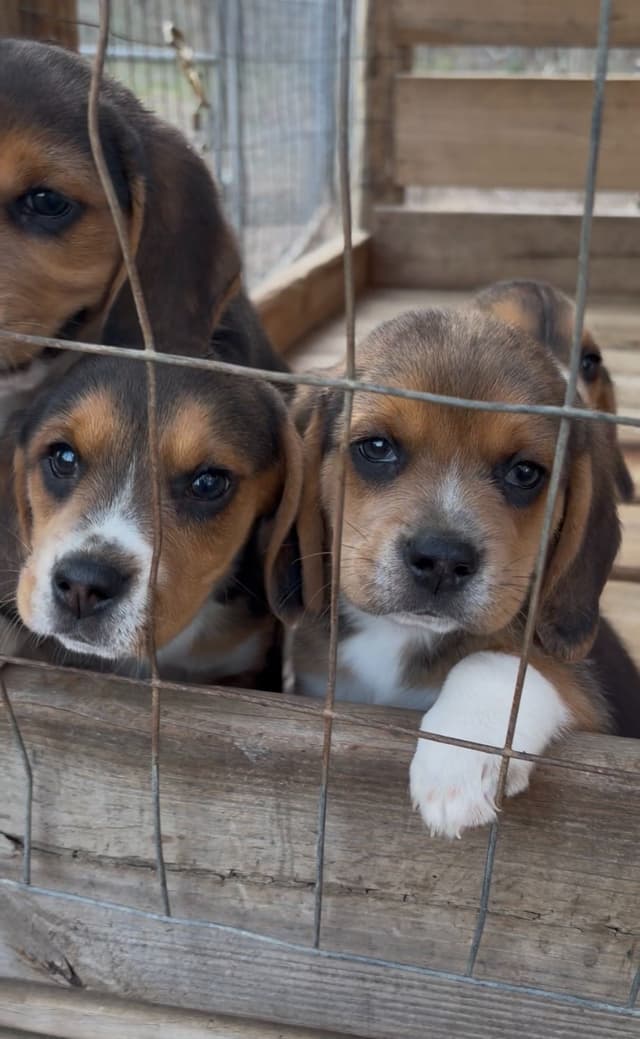 Beagle Puppies! media 3