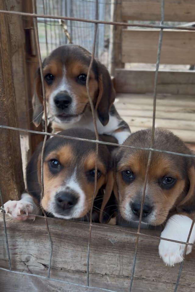 Beagle Puppies! media 4
