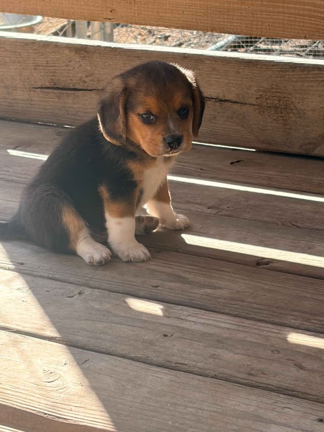 Beagle Puppies! media 5