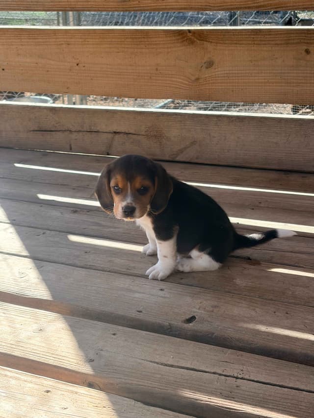 Beagle Puppies! media 6