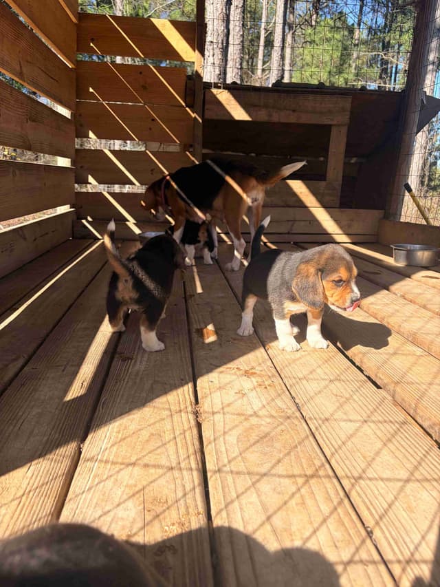 Beagle Puppies! media 7