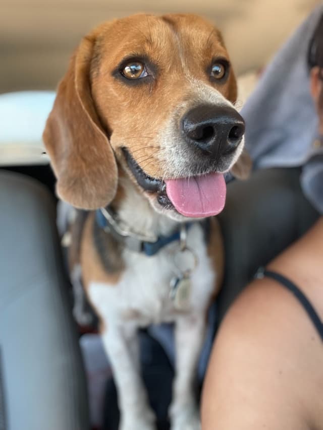 Beagle Puppies! media 8