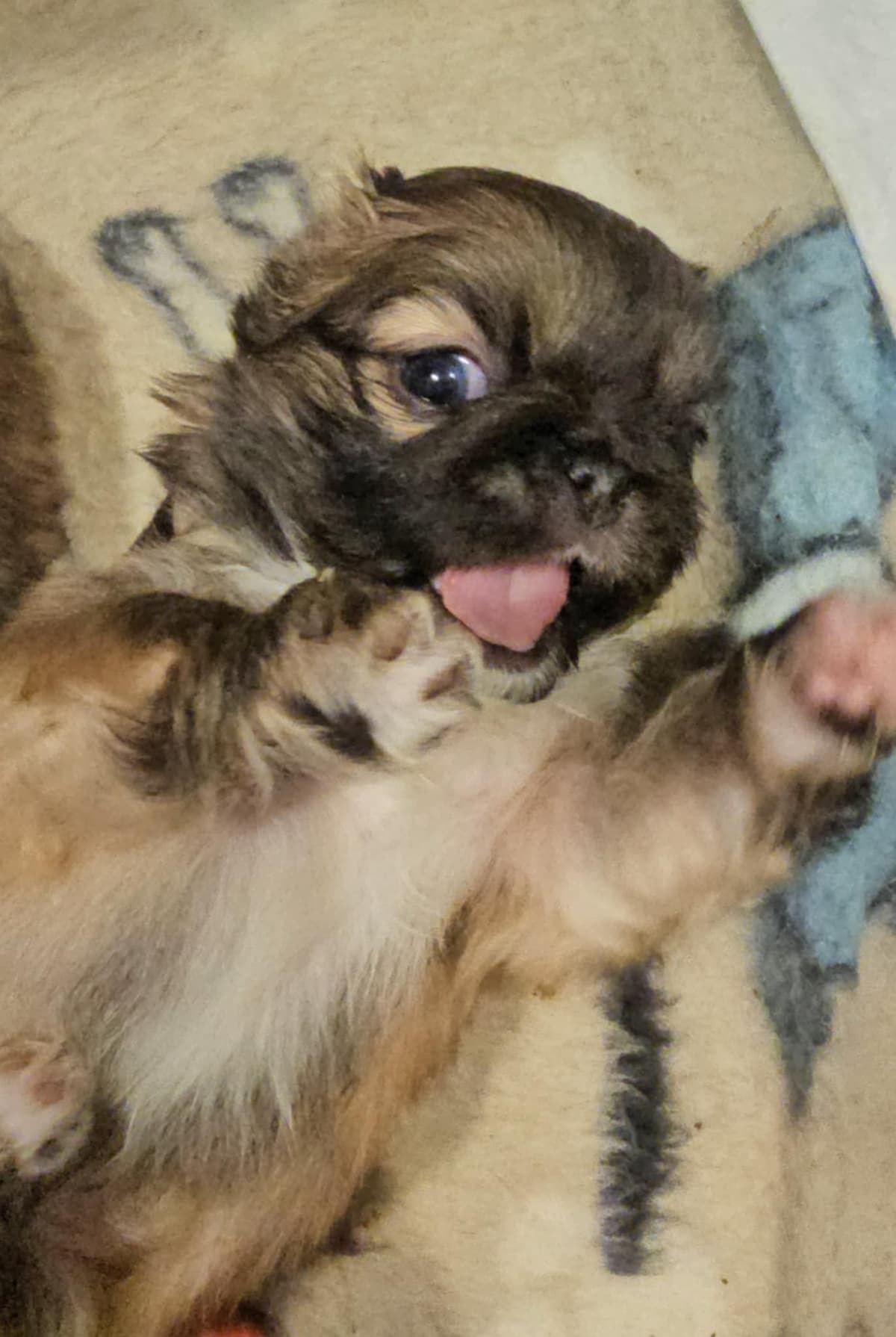 Pekingese Puppies breeder image 1