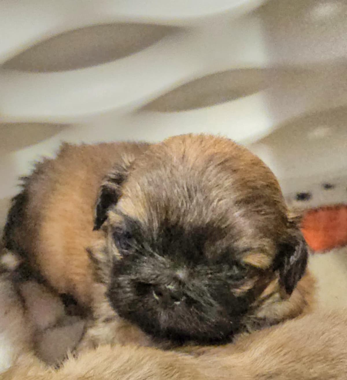 Pekingese Puppies breeder image 2