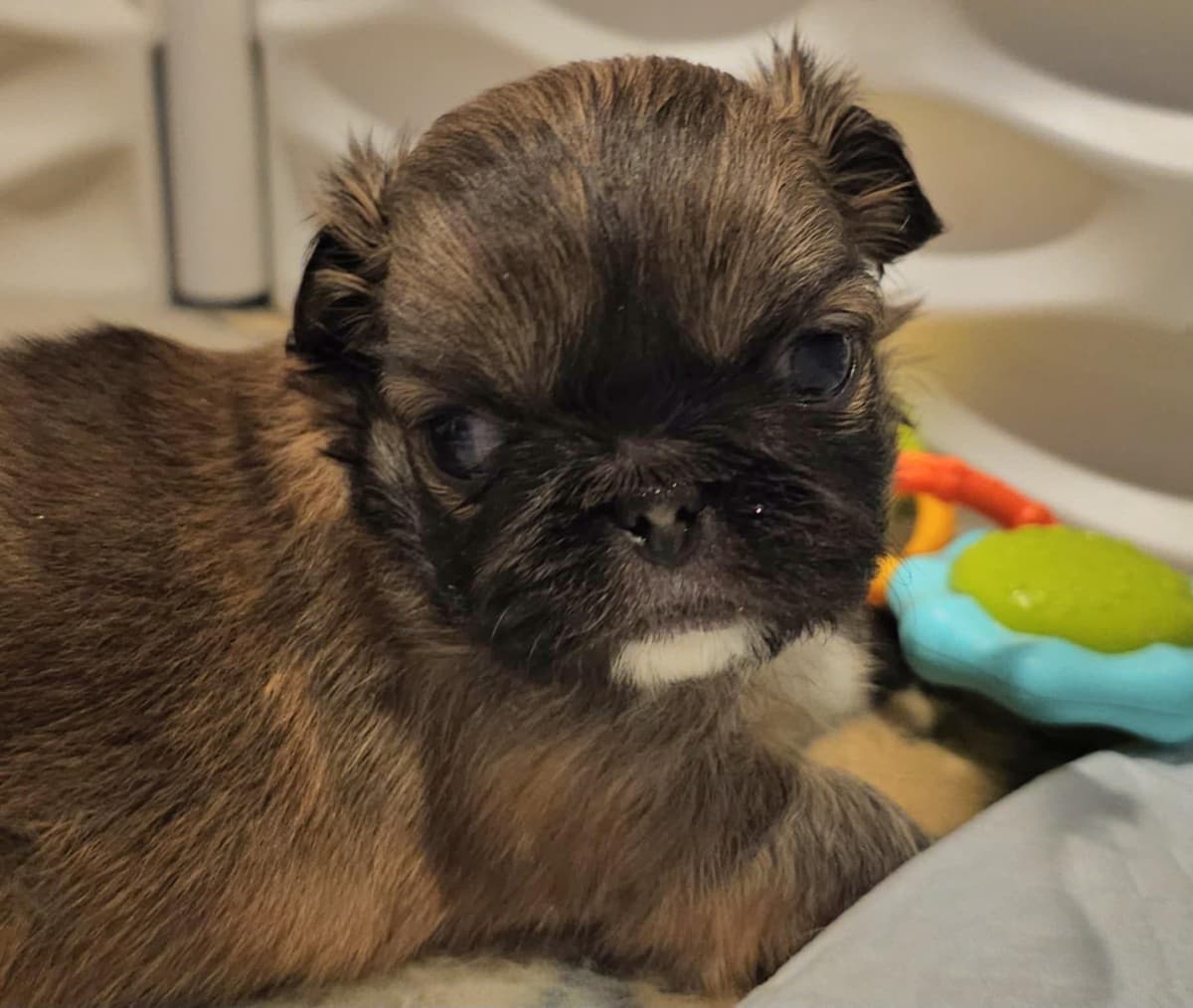 Pekingese Puppies breeder image 3