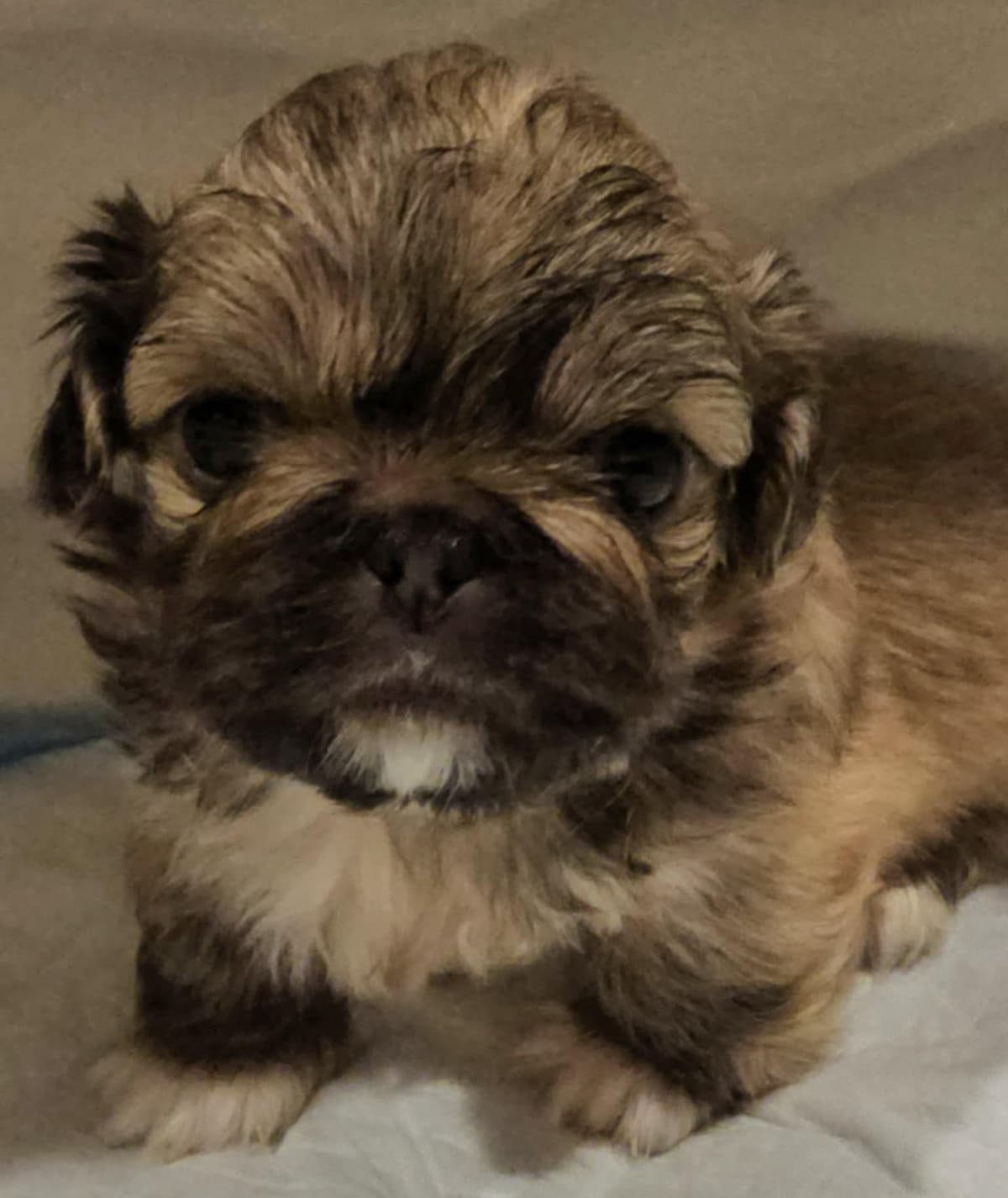 Pekingese Puppies breeder image 4