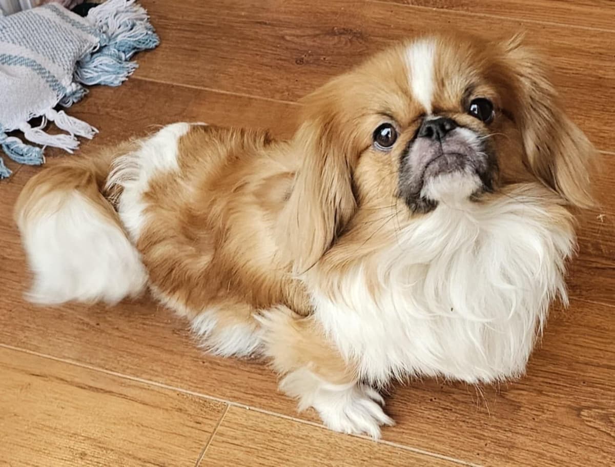 Pekingese Puppies breeder image 5