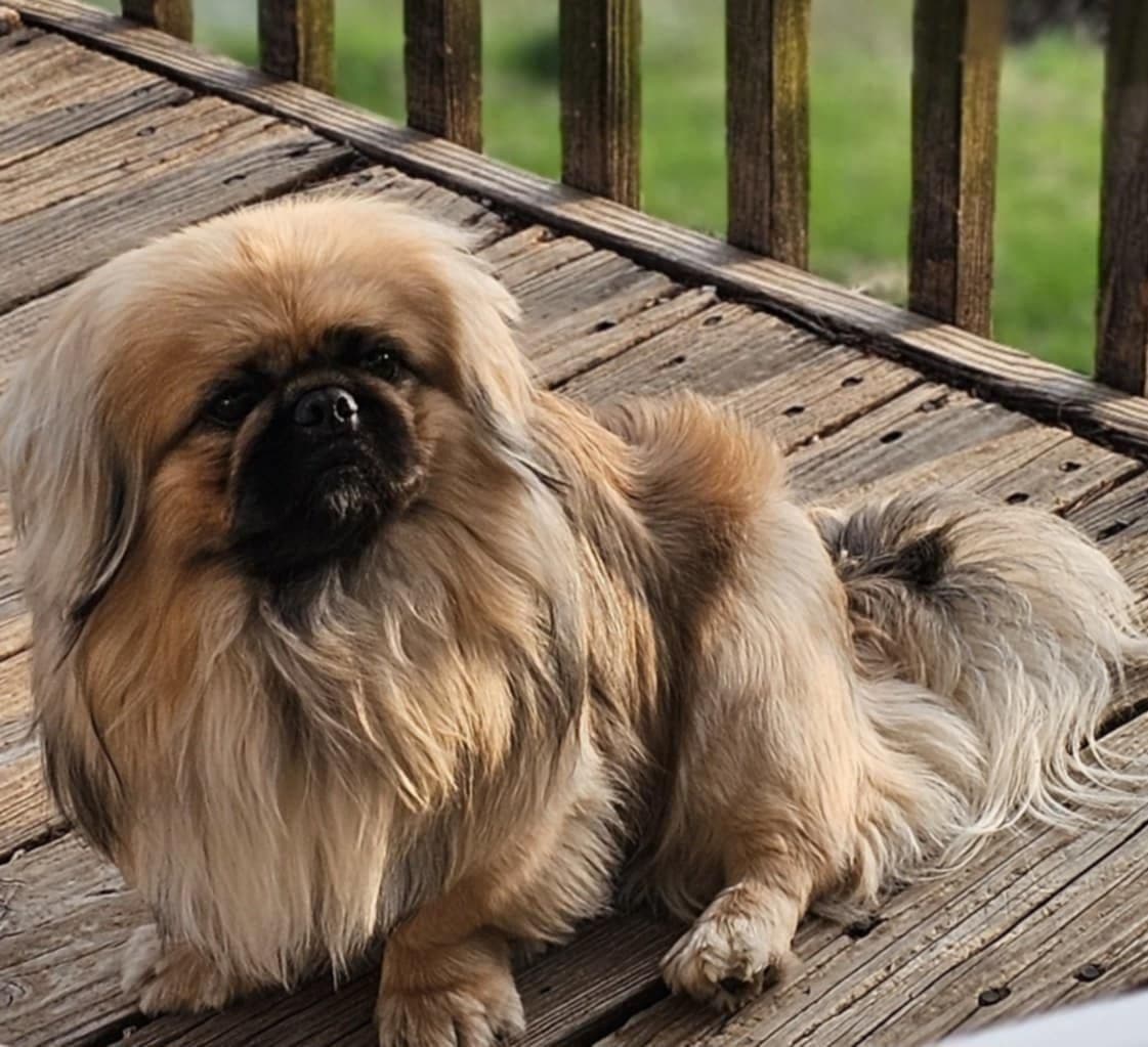 Pekingese Puppies breeder image 6