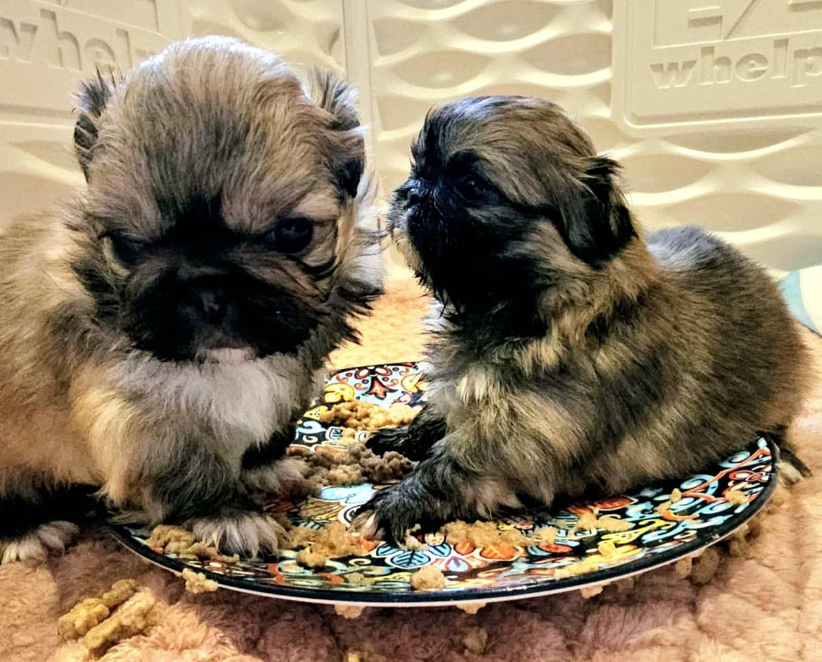 Pekingese Puppies breeder image 7