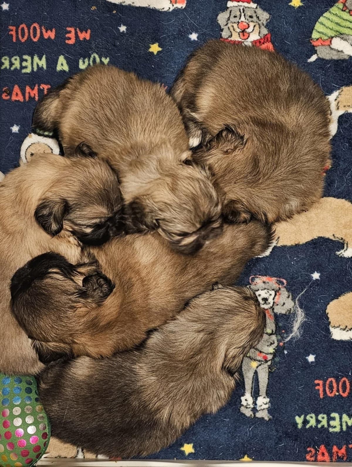 Pekingese Puppies breeder image 8