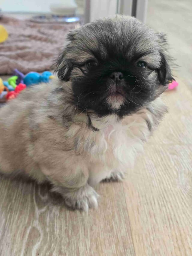 Pekingese Puppies media 2