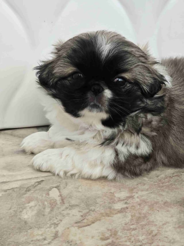 Pekingese Puppies media 3