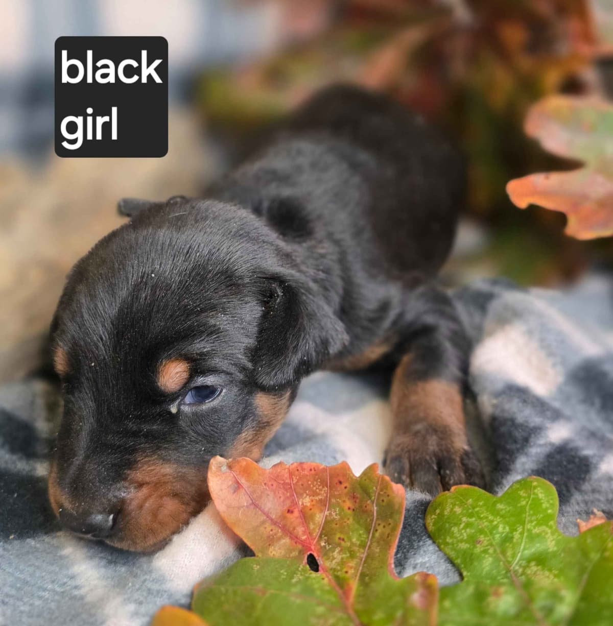 Doberman Pinscher Puppies breeder image 2