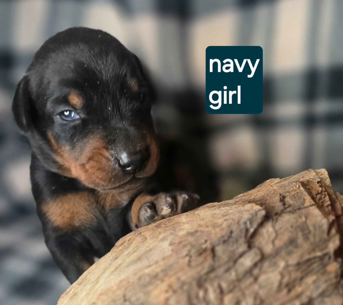 Doberman Pinscher Puppies breeder image 1