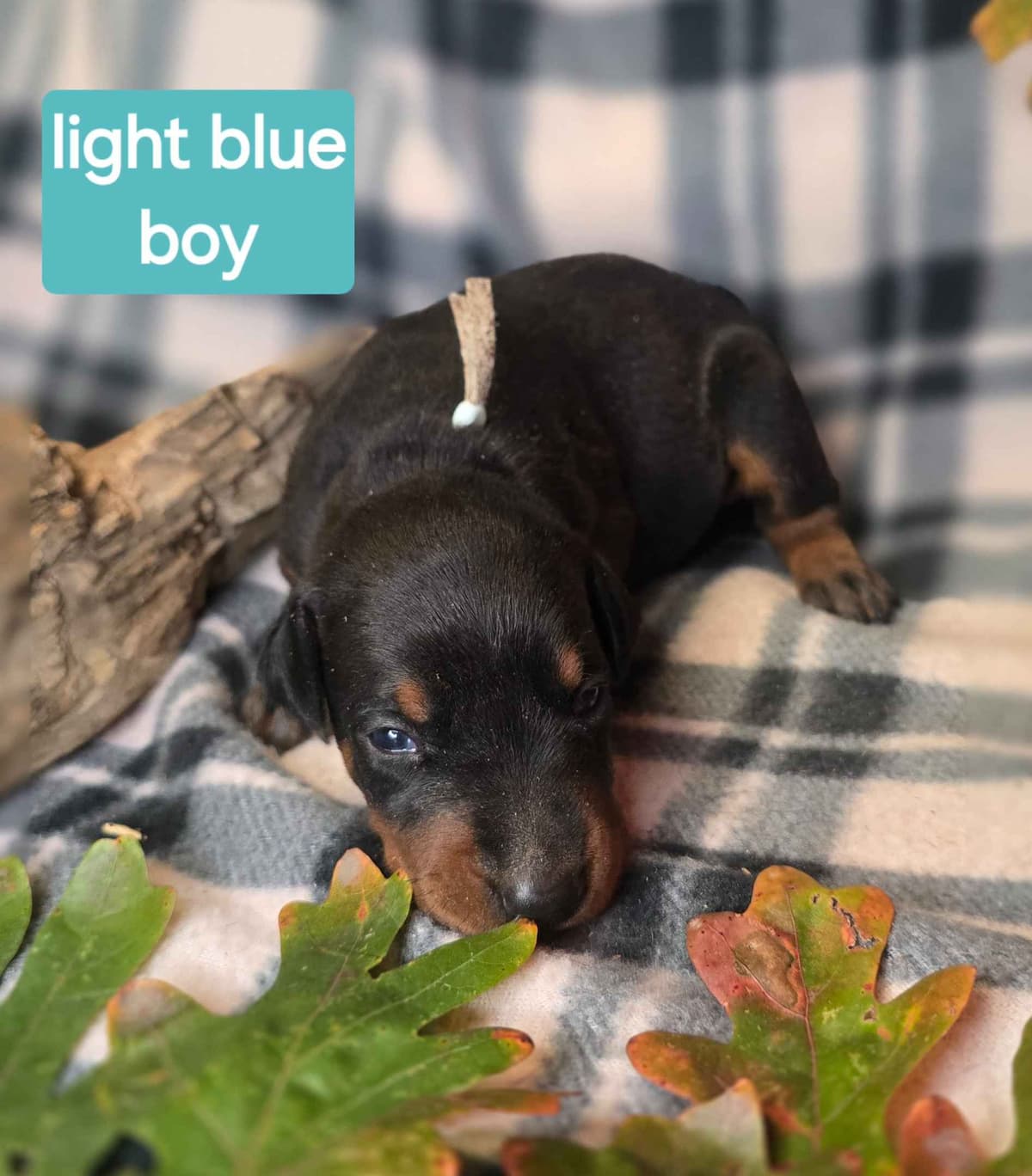 Doberman Pinscher Puppies breeder image 4