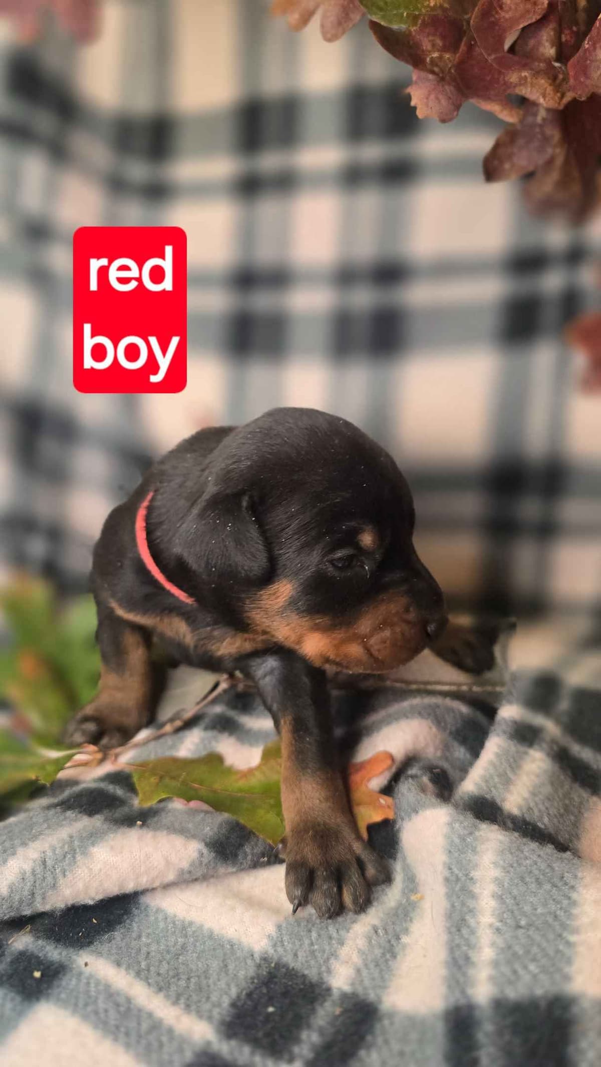 Doberman Pinscher Puppies breeder image 7
