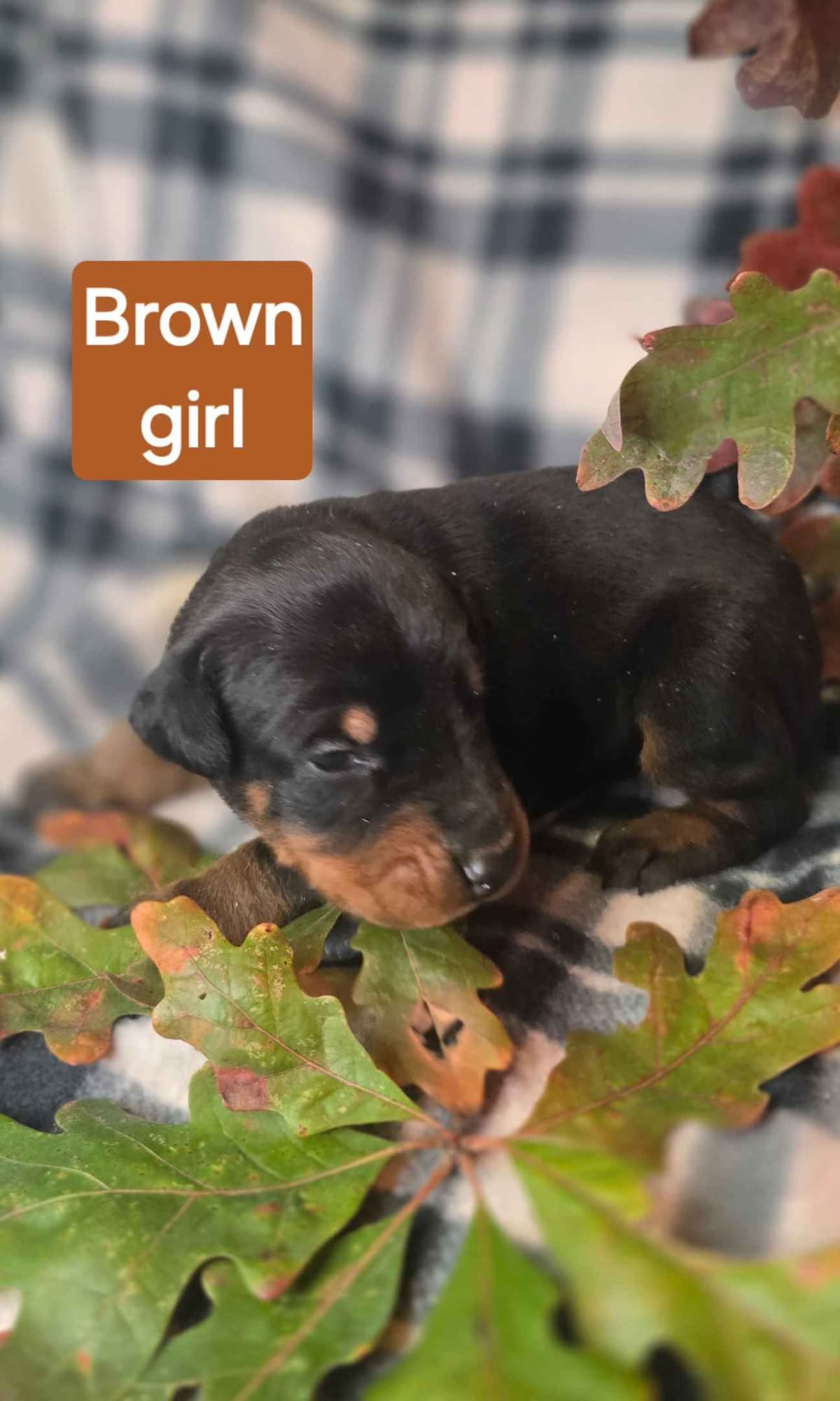 Doberman Pinscher Puppies breeder image 10