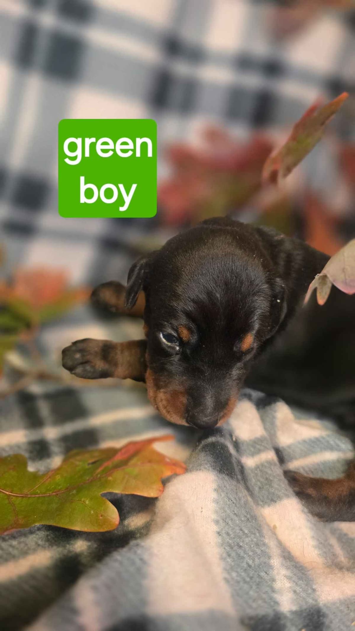Doberman Pinscher Puppies breeder image 8