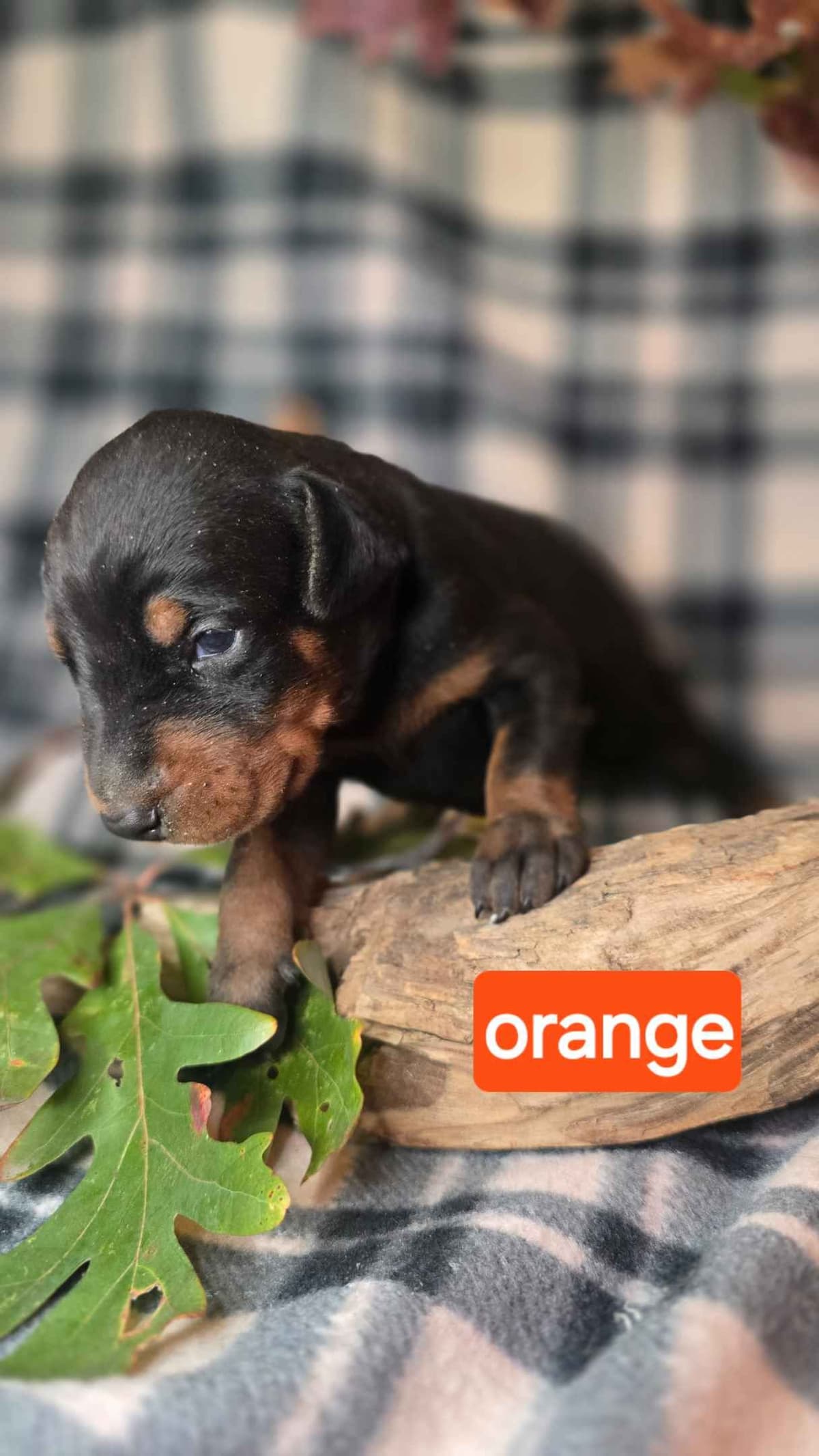 Doberman Pinscher Puppies breeder image 9