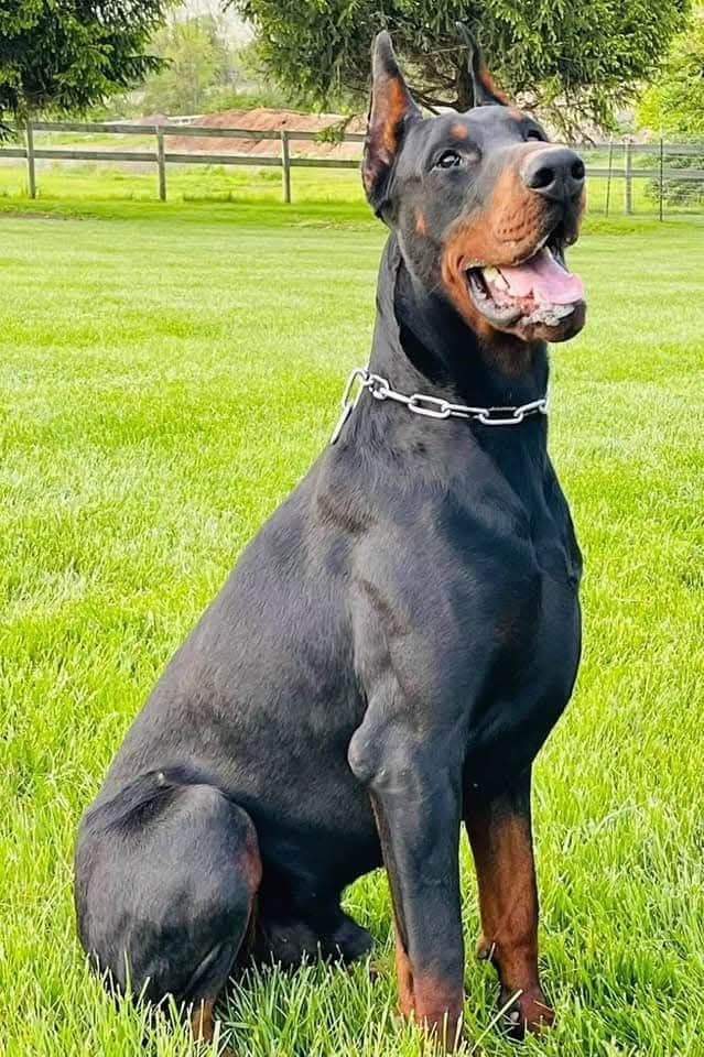 Doberman Pinscher Puppies breeder image 12
