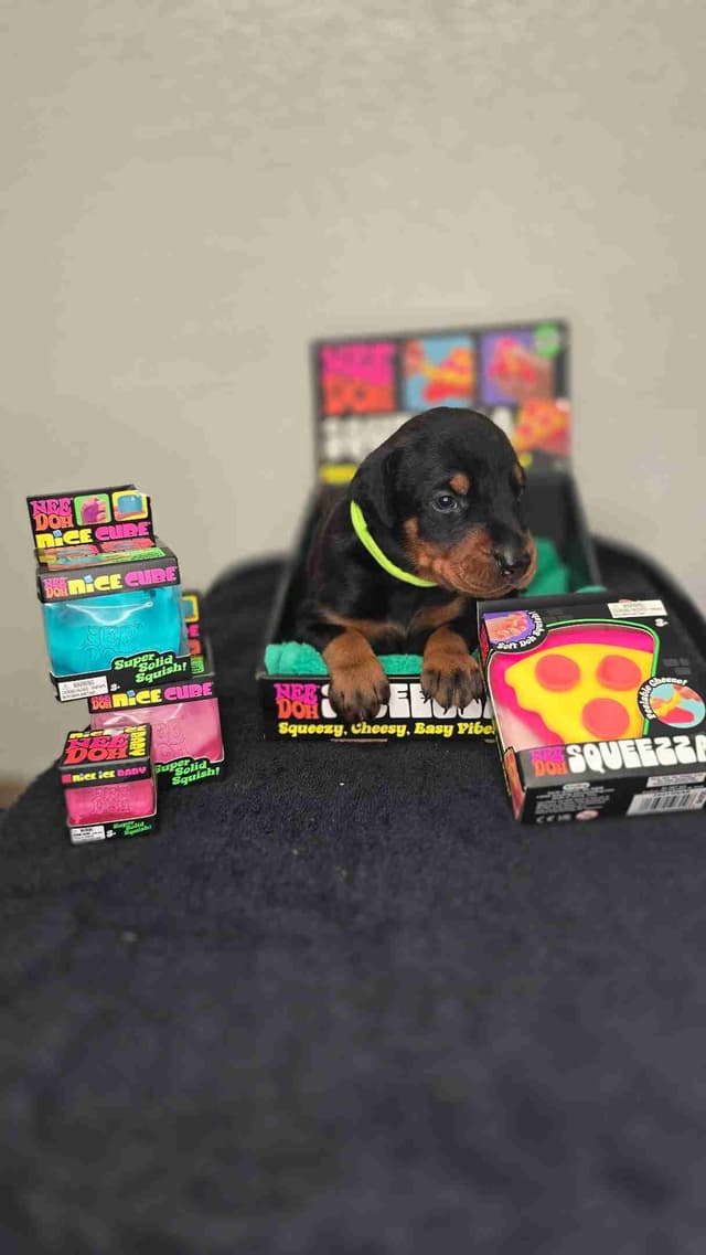 Doberman Pinscher Puppies media 2