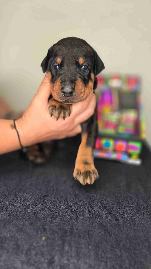 Doberman Pinscher Puppies media 4