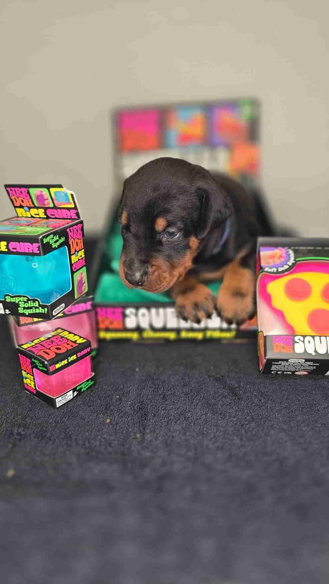 Doberman Pinscher Puppies media 3