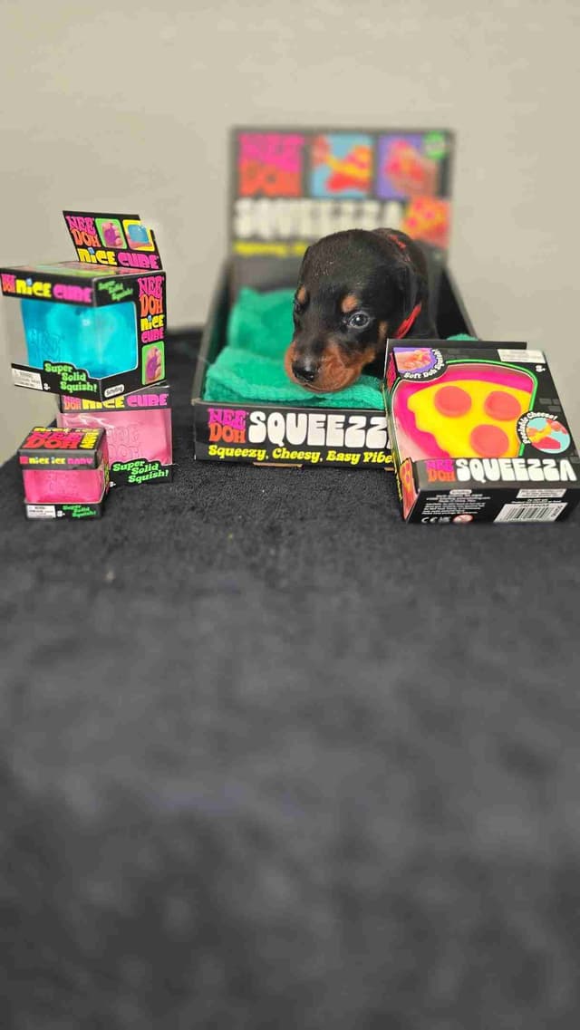 Doberman Pinscher Puppies media 6