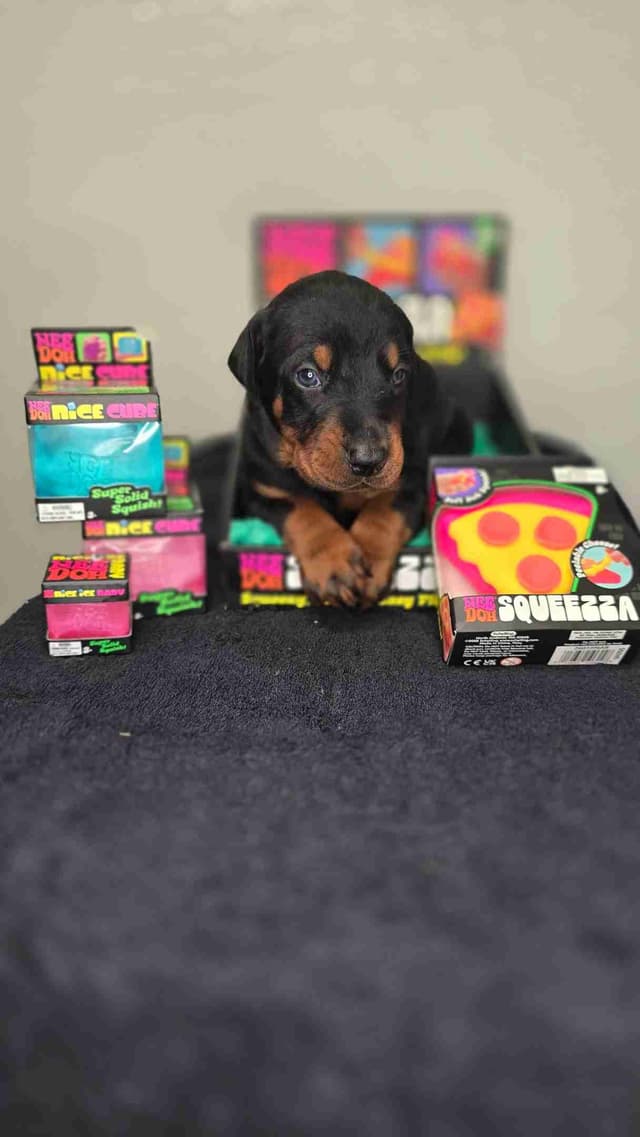 Doberman Pinscher Puppies media 7