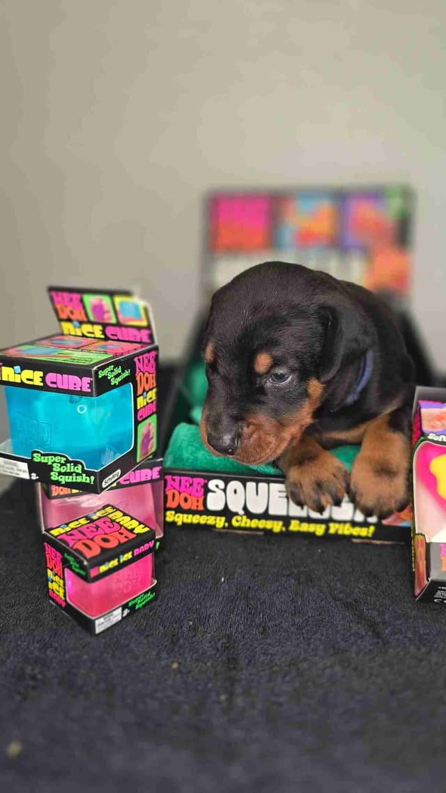 Doberman Pinscher Puppies media 5