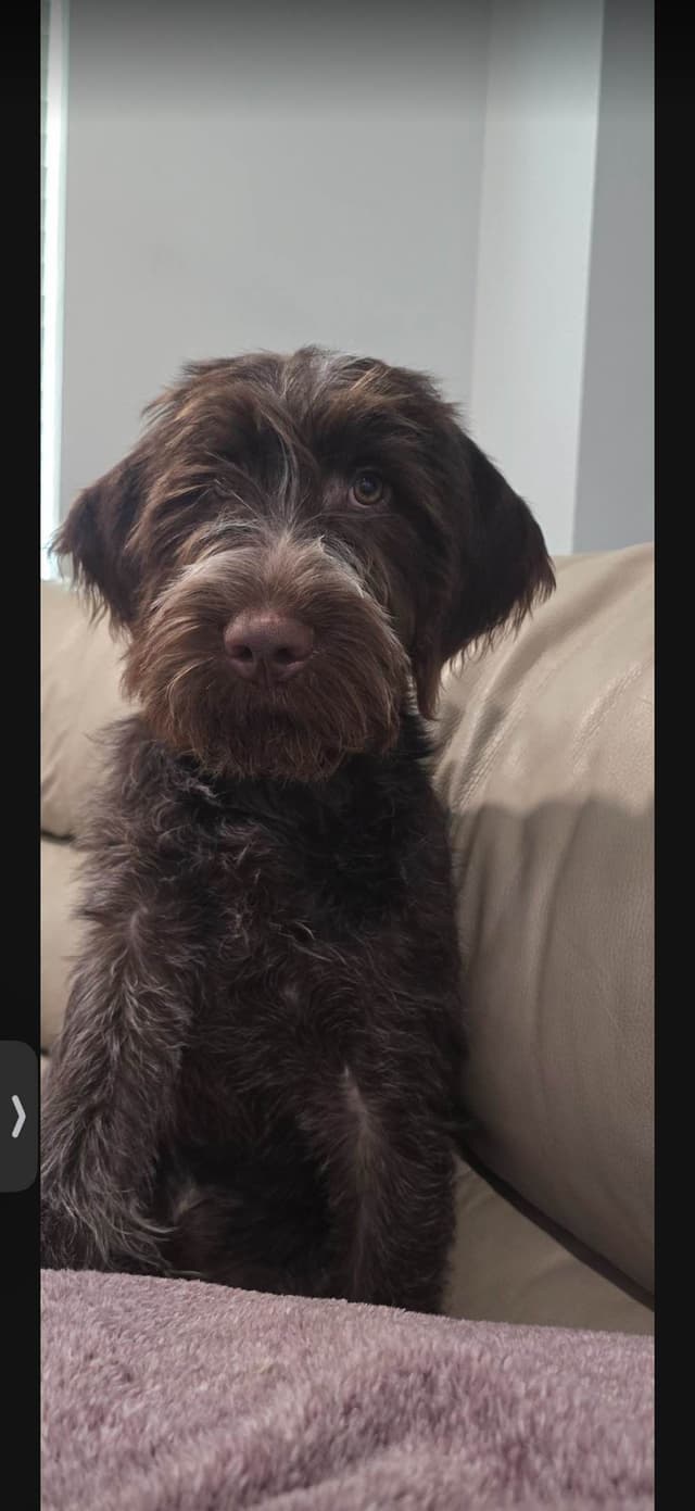 Wirehaired Pointing Griffon Puppies media 15