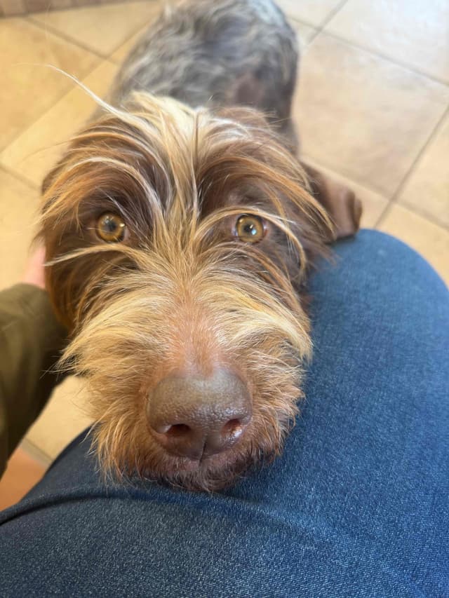 Wirehaired Pointing Griffon Puppies media 14