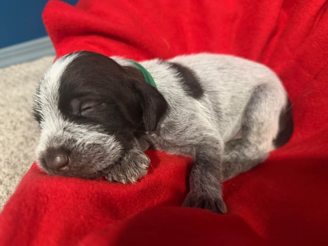 Wirehaired Pointing Griffon Puppies media 5