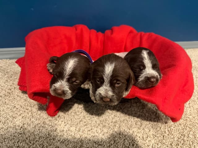 Wirehaired Pointing Griffon Puppies media 2