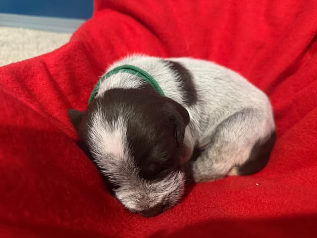 Wirehaired Pointing Griffon Puppies media 6