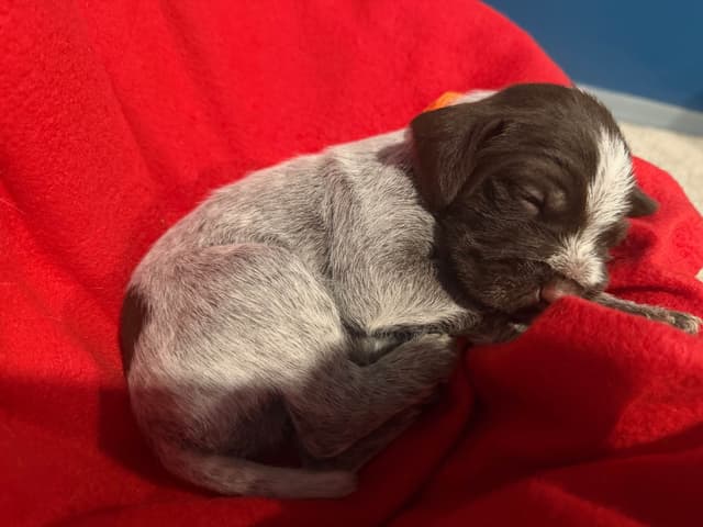 Wirehaired Pointing Griffon Puppies media 8