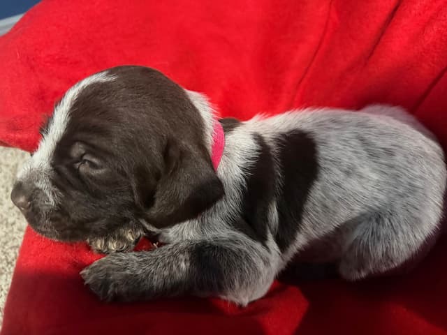 Wirehaired Pointing Griffon Puppies media 7
