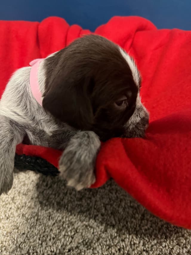 Wirehaired Pointing Griffon Puppies media 11