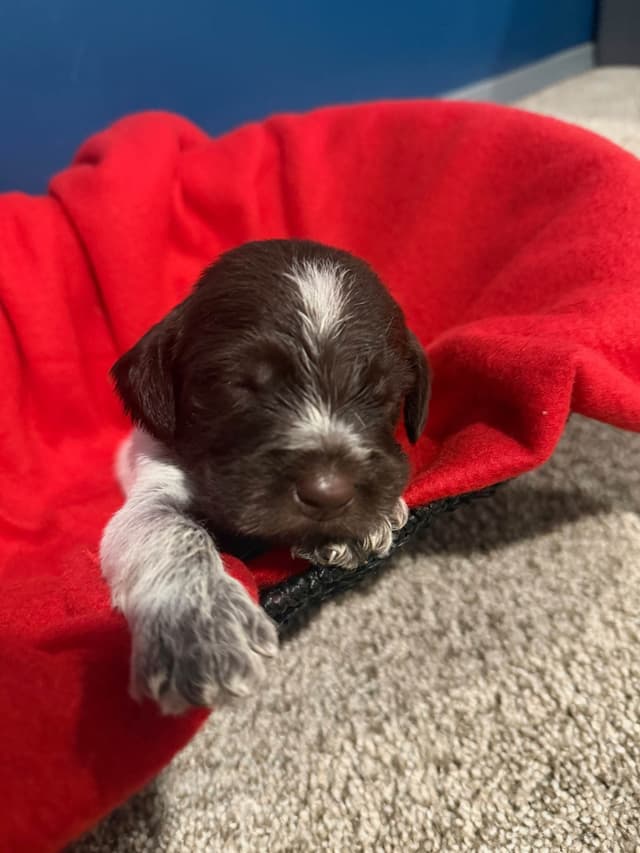 Wirehaired Pointing Griffon Puppies media 10
