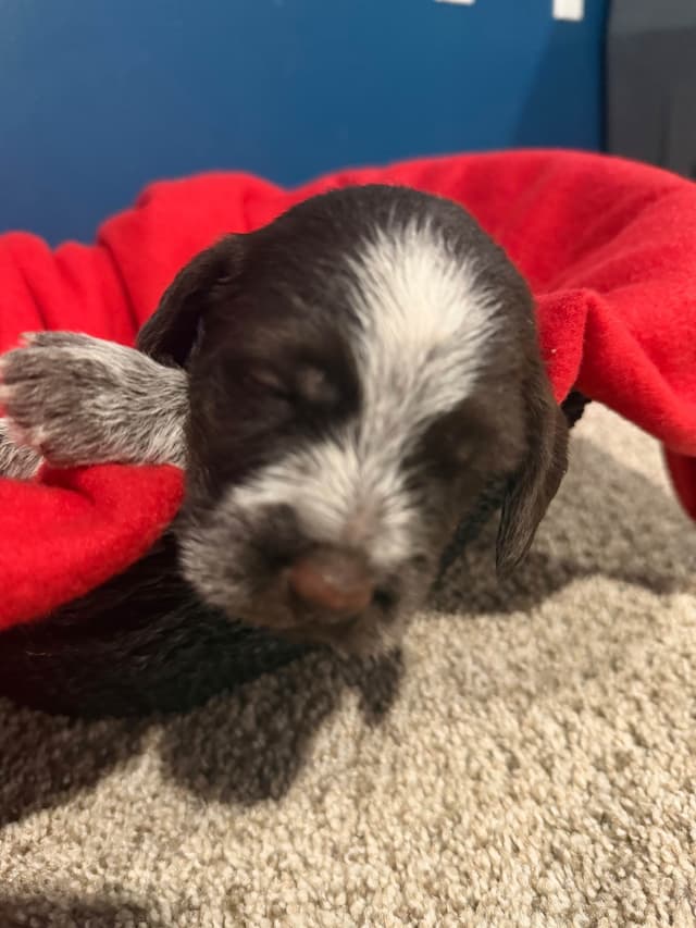 Wirehaired Pointing Griffon Puppies media 9