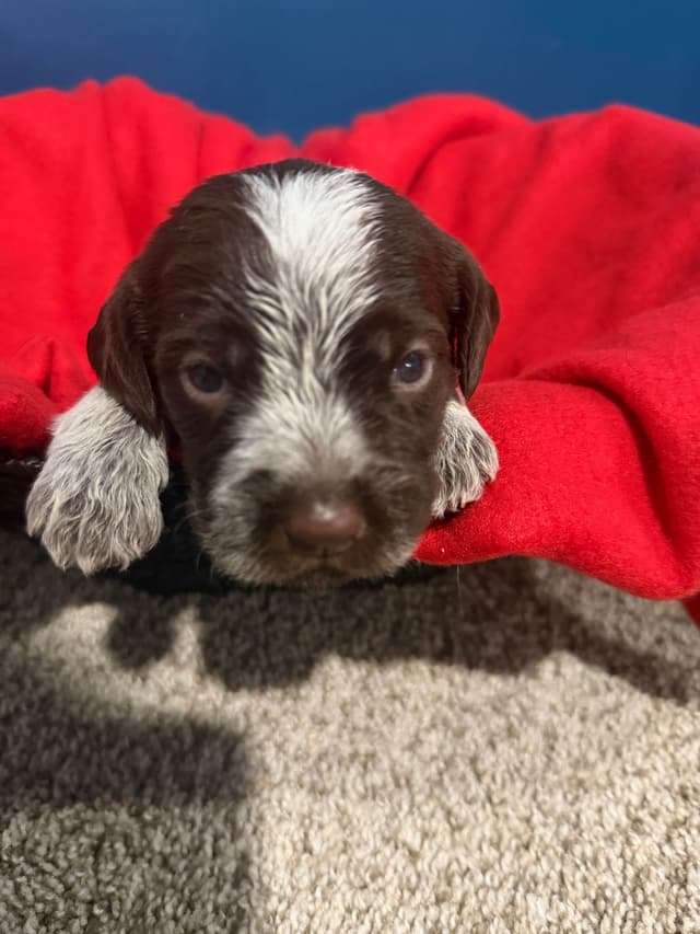 Wirehaired Pointing Griffon Puppies media 13
