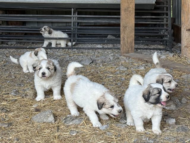 Great Pyrenees Puppies media 5