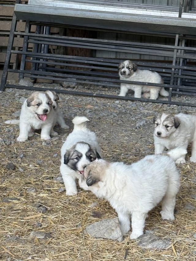 Great Pyrenees Puppies media 6