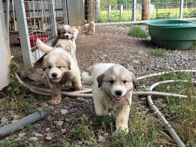 Great Pyrenees Puppies media 2