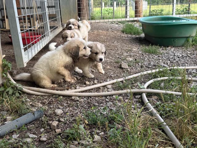 Great Pyrenees Puppies media 4