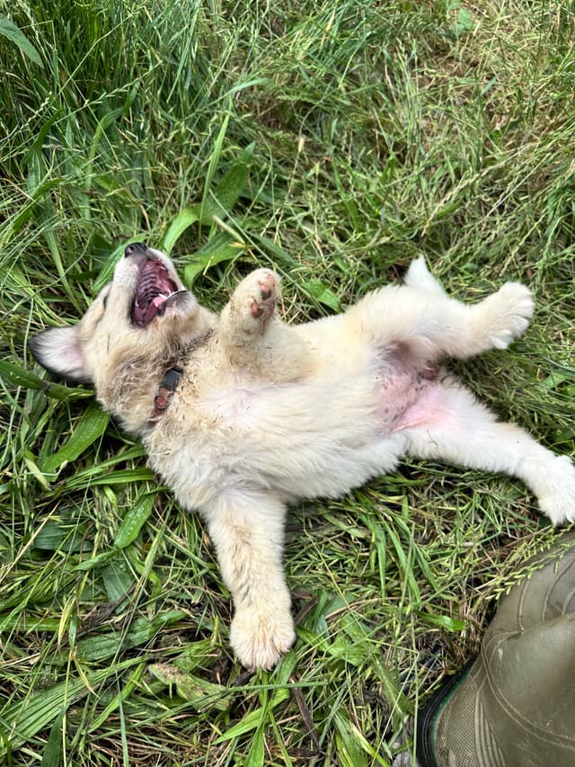 Great Pyrenees Puppies media 3